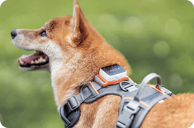 Pet Tracking Collar